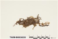 藏品(蔓苔科)的圖片